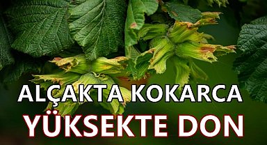 Fındıkta Rekolte Krizi; Alçakta Kokarca Yüksekte Zirai Don!