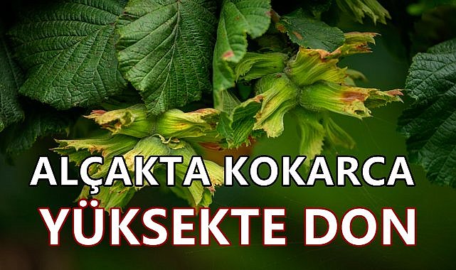 Fındıkta Rekolte Krizi; Alçakta Kokarca Yüksekte Zirai Don!