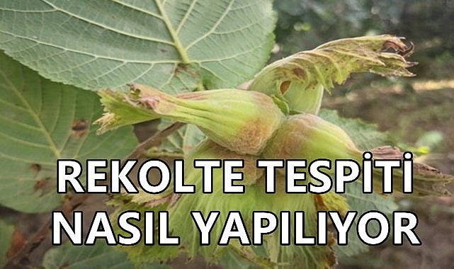 Fındıkta Rekolte Tahmini Çotanak Sayısı Üzerinden Belirleniyor