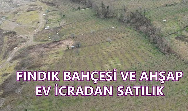 Giresun&#039;da Fındık Bahçesi ve Ahşap Ev İcradan Satışa Çıkartıldı