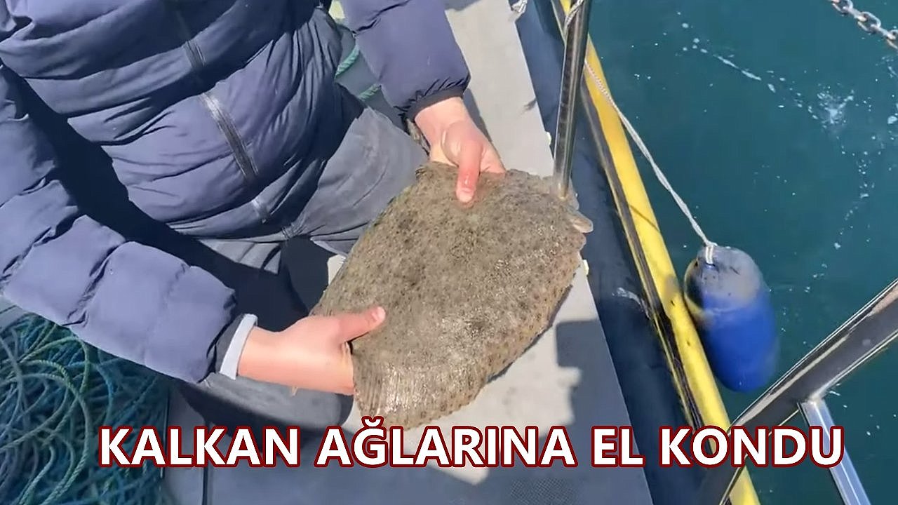 Kalkan Avı Yasak; Ordu'da Ağlara El Kondu Kalkanlar Denize Bırakıldı