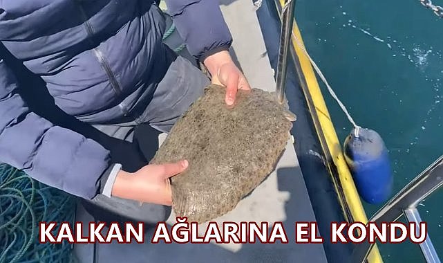 Kalkan Avı Yasak; Ordu&#039;da Ağlara El Kondu Kalkanlar Denize Bırakıldı