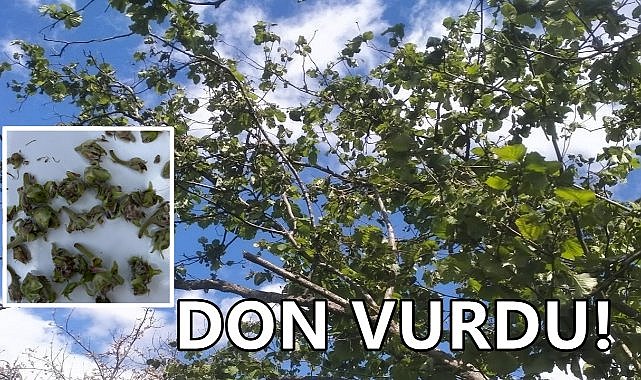 Kar Yağışı Sonrası Don; Fındık Bahçelerini Yaktı!