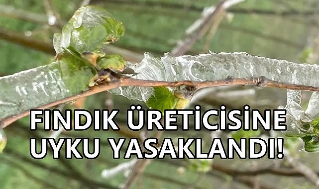 Meteoroloji Uyardı; Fındık Üreticisi Don Nöbetine Başlıyor!