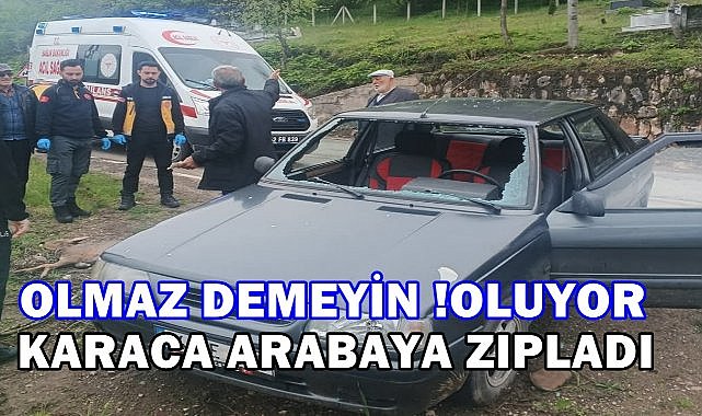 Milyonda Bir Olasılık Gerçek Oldu; Karaca Seyir Halindeki Otomobile Zıpladı