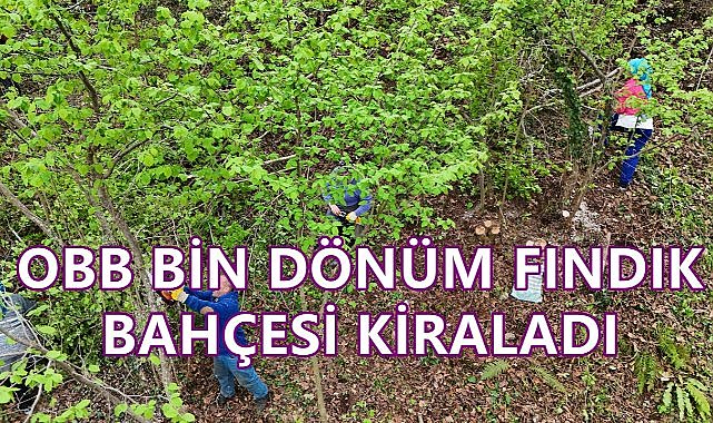 OBB Bin Dönüm Fındık Bahçesi Kiraladı; Fındıkta Rekolte Arttı!