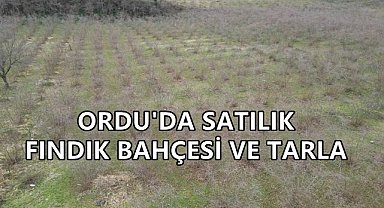 Ordu'da 4 Taşınmaz Mahkeme Kararıyla Satışa Çıkartıldı