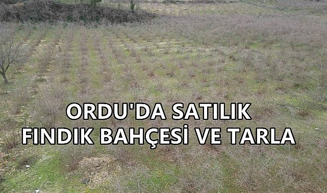 Ordu&#039;da 4 Taşınmaz Mahkeme Kararıyla Satışa Çıkartıldı