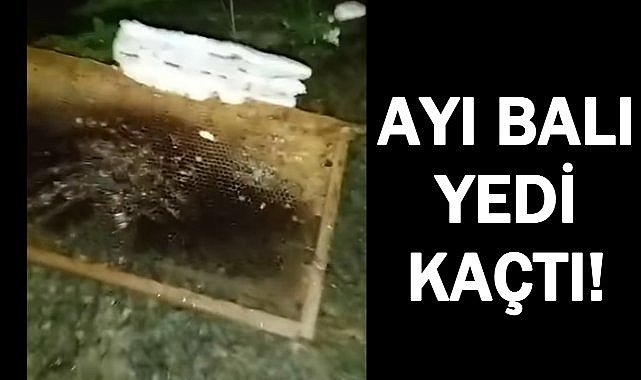 Ordu&#039;da Ayı Alarmı; Arı Peteklerini Parçaladı Balı Yiyip Kaçtı!