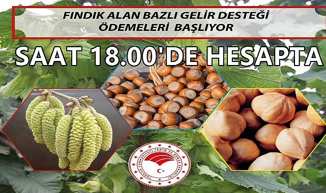 Ordu&#039;da Fındık Üreticilerine 271 Milyon TL Destek ödemeleri Başlıyor, Saat 18.00&#039;de Paralar Hesapta