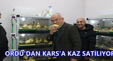 Ordu'dan Kazın Başkenti Kars'a Kaz Satışı Başladı