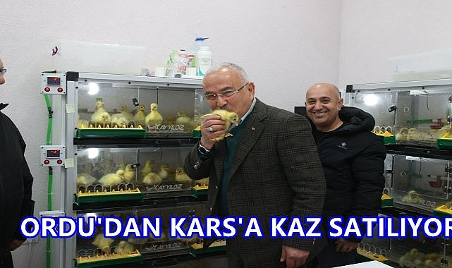 Ordu&#039;dan Kazın Başkenti Kars&#039;a Kaz Satışı Başladı