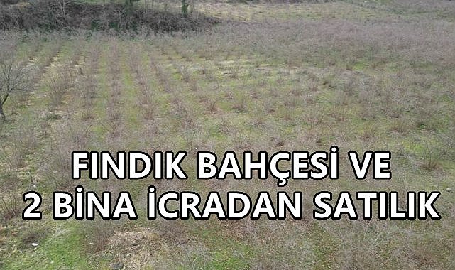 Piraziz&#039;de Fındık Bahçesi ve 2 Taşınmaz İcra İle Satışa Çıktı
