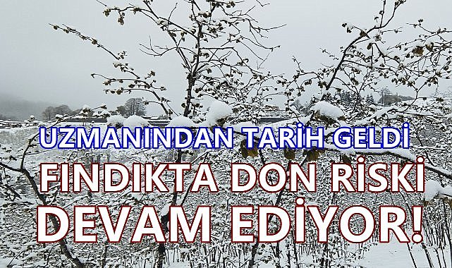 Sosyal Medyada Panik Büyüyor; Fındık Gerçekten Zarar Görecek Mi?