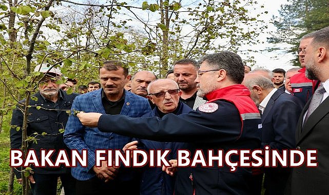 Tarım Bakanı Ordu&#039;da Fındık Bahçesinde; Don ve Kokarca İncelemesi Yaptı