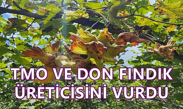 TMO ve Don Fındık Üreticisini Vurdu!