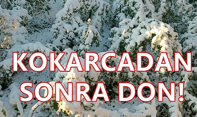 Ziraat Odası Başkanı Açıkladı; Fındıkta Don Zararı % 50 Bekleniyor!