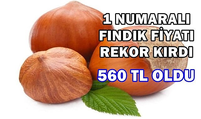 1 Numara Fındık Fiyatı Rekora Gidiyor; 560 TL Oldu