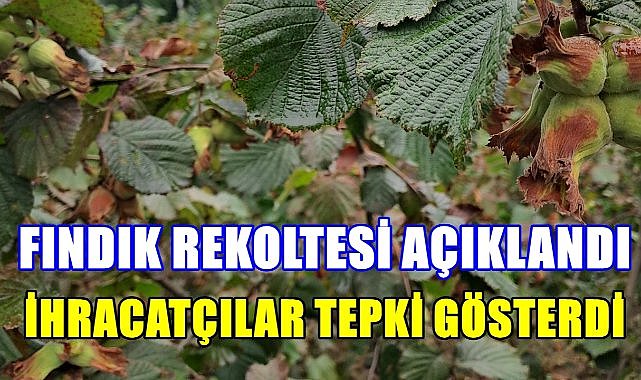 2025 Yılı Fındık Rekoltesi Açıklandı; İhracatçılardan Sert Tepki!