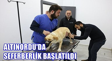 Altınordu Belediyesi'nden Sokak Hayvanlarına Ücretsiz Kısırlaştırma ve Beslenme Desteği