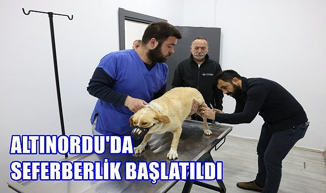 Altınordu Belediyesi'nden Sokak Hayvanlarına Ücretsiz Kısırlaştırma ve Beslenme Desteği