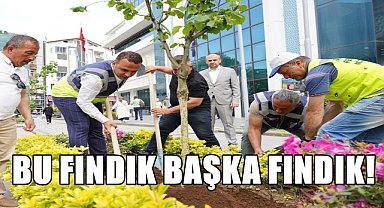 Bu Fındık Fidanı 3 Metreye Kadar Kök Salıyor;Fatsa Belediyesi'nin Önüne Dikildi