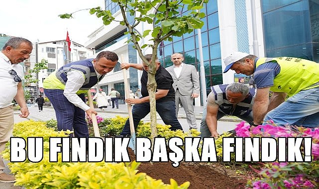 Bu Fındık Fidanı 3 Metreye Kadar Kök Salıyor;Fatsa Belediyesi'nin Önüne Dikildi