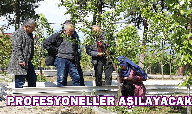 Doğru Aşılama İle Verim Artıyor; Ordu&#039;da Üreticilere Uygulamalı Eğitim