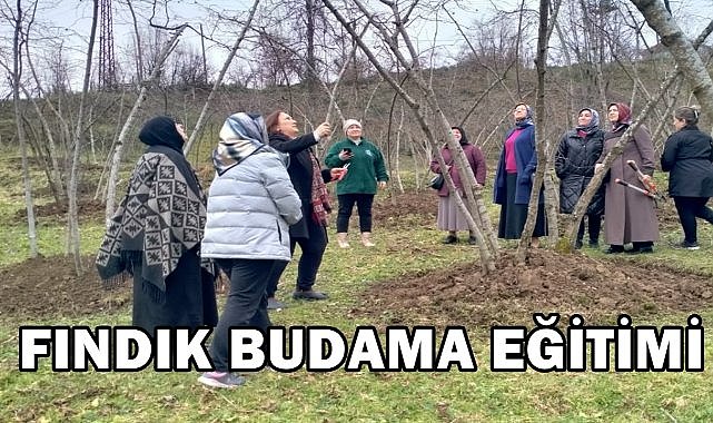 Espiye&#039;de Fındık Üreticisine Fındık Budama Eğitimi