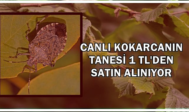 Fındığın Baş Düşmanı; Canlı Kokarcanın Tanesi 1 TL'den Satın Alınıyor
