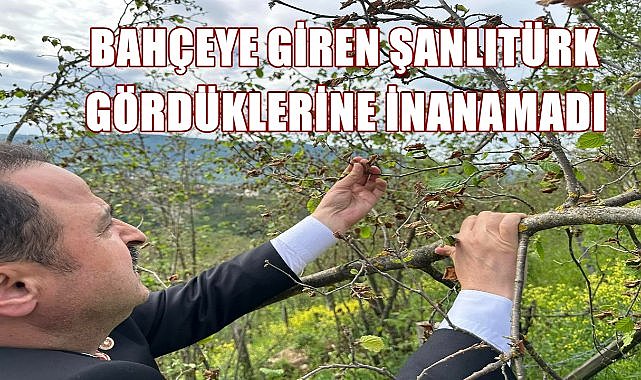 Fındık Bahçesine Giren Şanlıtürk Gördüklerine İnanamadı; Fındıkta Donun Zararı % 95