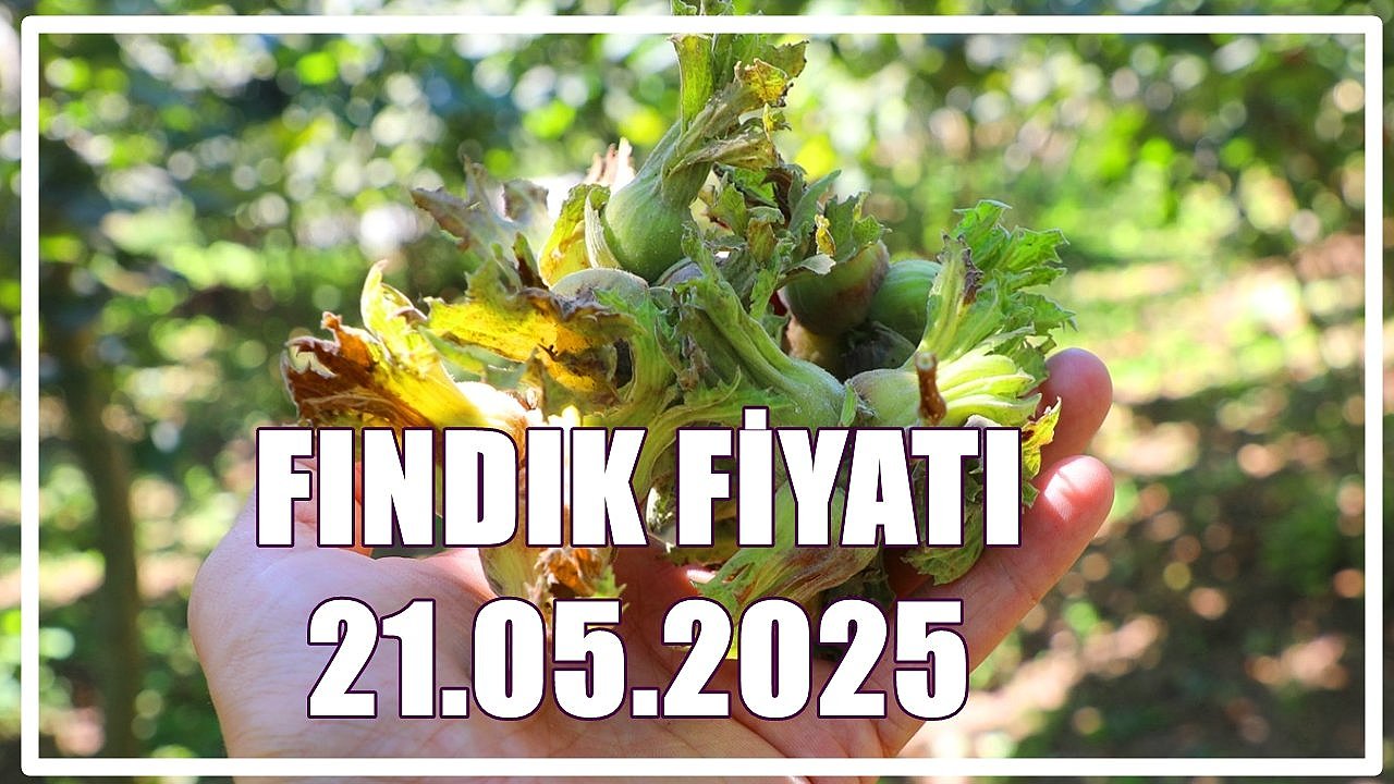 Fındık Fiyatı 21 Mayıs 2025 Çarşamba