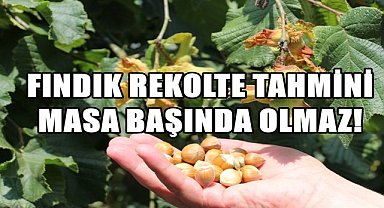 Fındık Rekoltesi Masa Başında Belirlenmez; Başkan Akça; Bu Rekolteler Gerçek Değil!