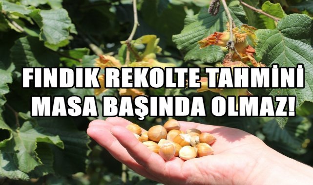 Fındık Rekoltesi Masa Başında Belirlenmez; Başkan Akça; Bu Rekolteler Gerçek Değil!
