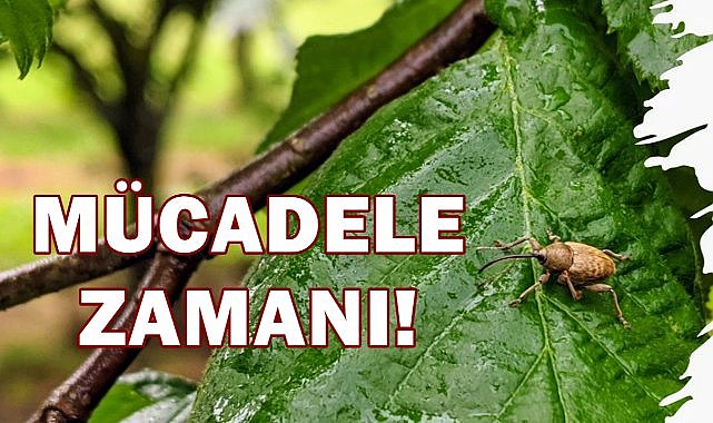 Fındık Üreticilerine Uyarı; Zararlılarla Mücadele Başladı