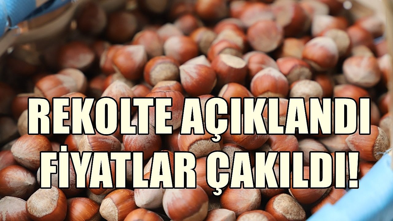 Fındıkta 2025 Rekoltesi Açıklandı; Fiyatlar Çakıldı!