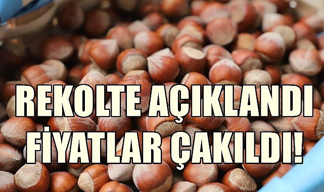 Fındıkta 2025 Rekoltesi Açıklandı; Fiyatlar Çakıldı!