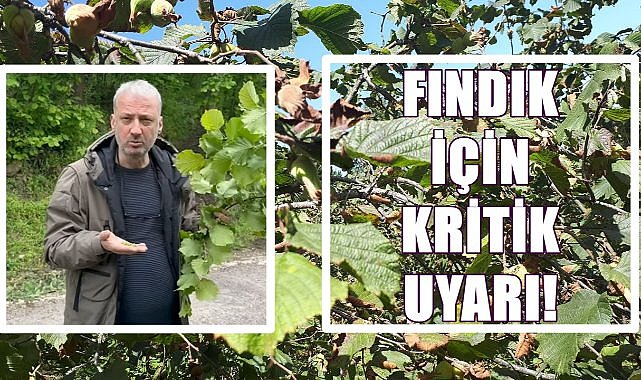 Ordu&#039;da Don Afeti Fındık Bahçelerini Vurdu; Üreticilere Kritik Bakım Uyarısı!
