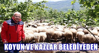 Ordu'da Hayvancılıkta Devrim; İşte Yeni Hayvancılık Modeli