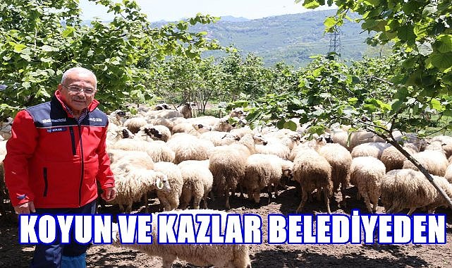 Ordu&#039;da Hayvancılıkta Devrim; İşte Yeni Hayvancılık Modeli