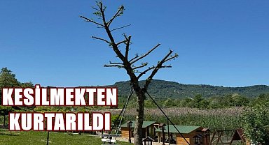 Ordu'da Kesilmekten Kurtarılan Çınar Ağacı Yeniden Hayat Buldu