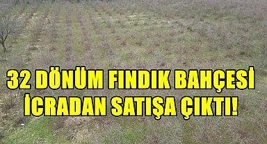 Perşembe'de 32 Dönüm Fındık Bahçesi İcra Yoluyla Satışa Çıktı