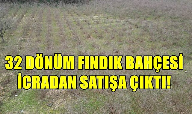 Perşembe&#039;de 32 Dönüm Fındık Bahçesi İcra Yoluyla Satışa Çıktı