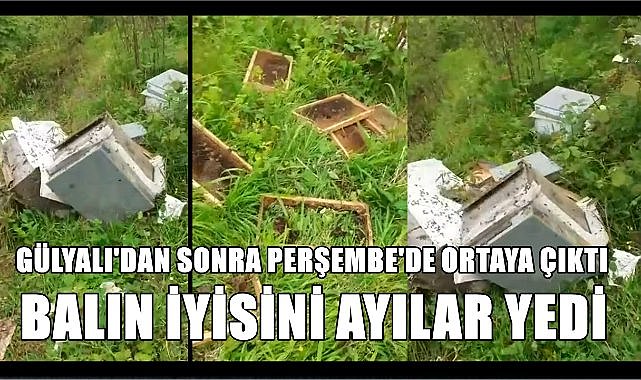 Perşembe'de Ayı Saldırısı; 25 Yıllık Arıcının 6 Peteği Yok Oldu
