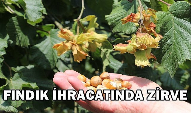 Türkiye Fındık İhracatında Zirveye Koşuyor; İşte Güncel Rakamlar