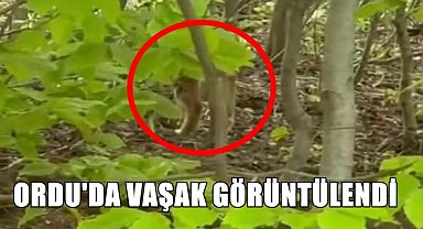 Yelve Yaylası'nda Nesli Tükenmekte Olan Vaşak Görüntülendi