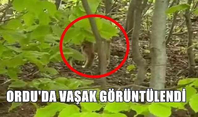 Yelve Yaylası'nda Nesli Tükenmekte Olan Vaşak Görüntülendi