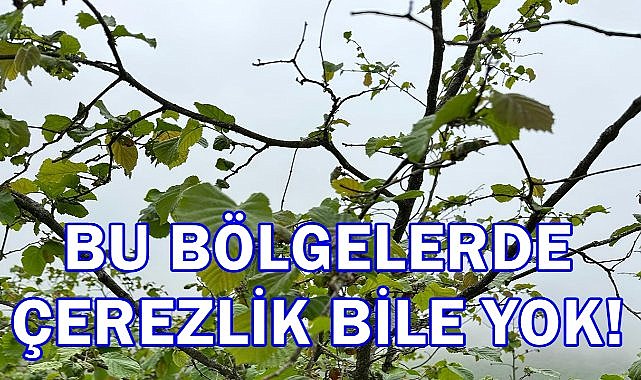Çerezlik Fındık Bile Yok; Ordu&#039;da Zirai Donun Etkisi Görünmeye Başlandı