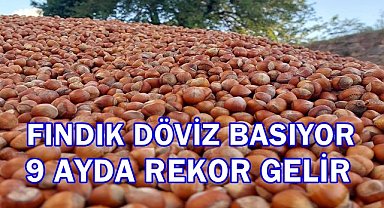 Fındık Adeta Dolar Basıyor; 9 Ayda Rekora Ulaştı