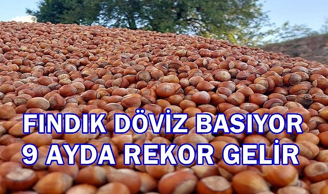 Fındık Adeta Dolar Basıyor; 9 Ayda Rekora Ulaştı